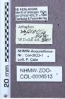 Etiketten zu Arhaphes ruficollis (NHMW-ZOO-COL-0006513)